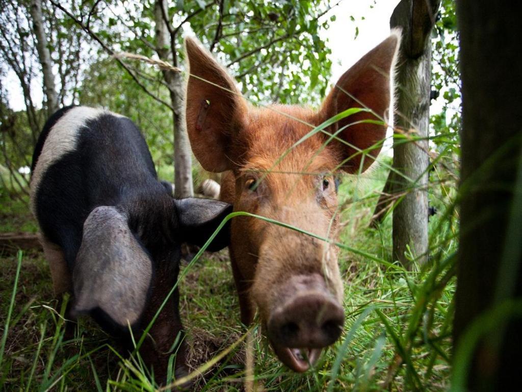 Ballylagan Organic Farm Straid  Екстериор снимка